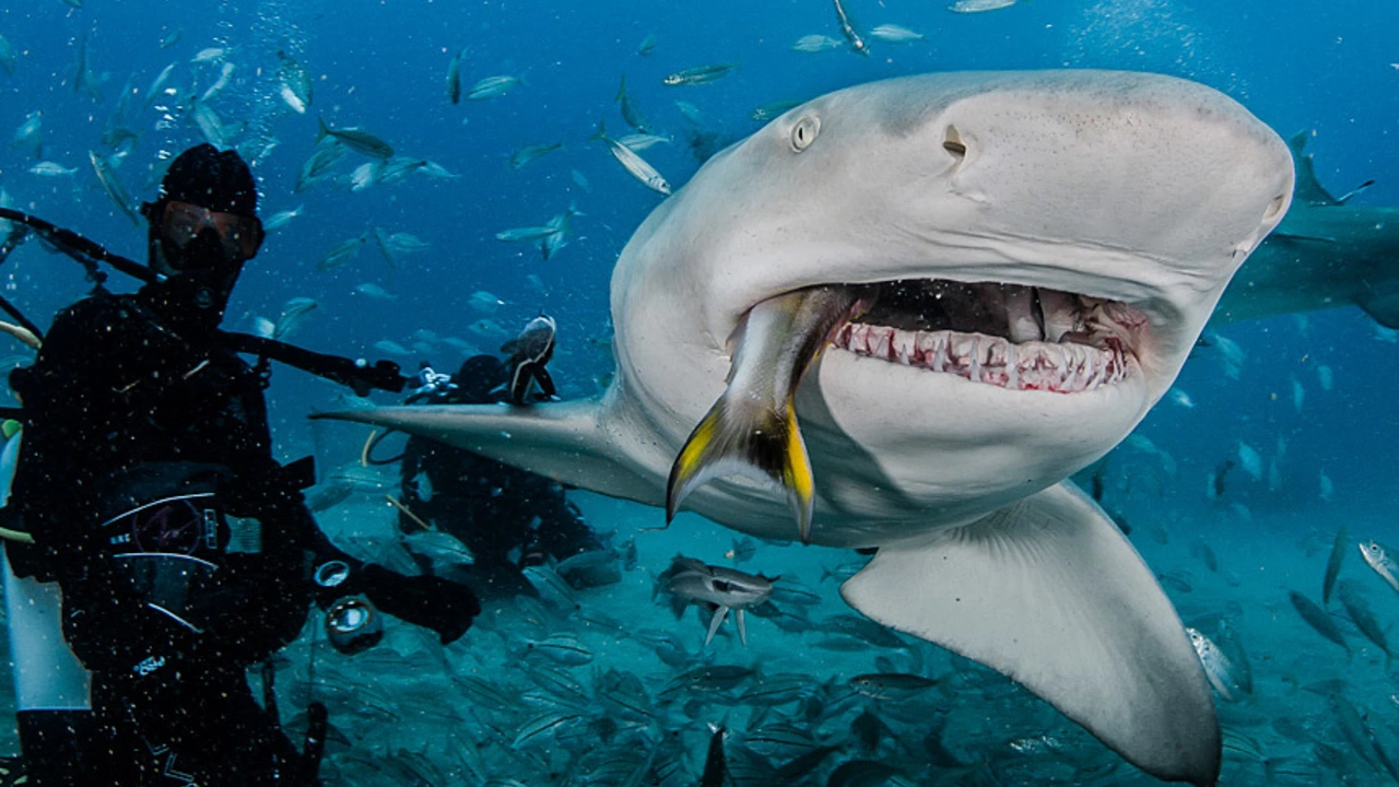 Do sharks go down to 3,000 feet to swim?